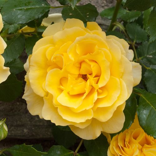 Vendita, rose rose climber - giallo - Rosa Rimosa® Gpt - rosa non profumata - Meilland International - ,-